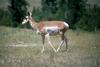 Pronghorn Antelope (Antilocapra americana)