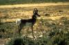 Pronghorn Antelope (Antilocapra americana)