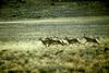 Pronghorn Antelopes (Antilocapra americana)