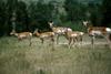 Pronghorn Antelopes (Antilocapra americana)
