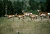 Pronghorn Antelopes (Antilocapra americana)