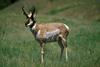 Pronghorn Antelope (Antilocapra americana)