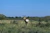 Pronghorn Antelope (Antilocapra americana)