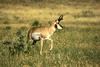 Pronghorn Antelope (Antilocapra americana)