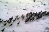 Pronghorn Antelopes (Antilocapra americana)