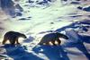 Polar Bears (Ursus maritimus)