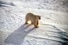 Polar Bear (Ursus maritimus)