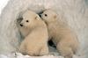 Polar Bear cubs (Ursus maritimus)