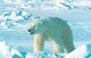 Polar Bear (Ursus maritimus)