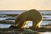 Polar Bear (Ursus maritimus)