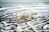 Polar Bear (Ursus maritimus)