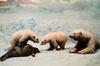 Polar Bears (Ursus maritimus)