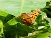 네발나비 가을형 - Polygonia c-aureum (Asian Comma Butterfly)