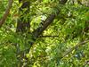 큰오색딱다구리 Dendrocopos leucotos (White-backed Woodpecker)