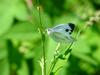 대만흰나비 Pieris canidia (Indian Cabbage White)