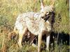 늑대 Canis lupus chanco (Korean Grey Wolf)