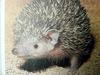 마다가스카르고슴도치붙이 Setifer setosus (Greater Hedgehog Tenrec)