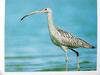 알락꼬리마도요 Numenius madagascariensis (Far Eastern Curlew)