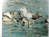 청다리도요 Tringa nebularia (Common Greenshank)