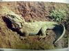 옛도마뱀 Sphenodon punctatus (Tuatara)