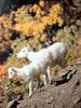 돌산양 Ovis dalli (Dall's Sheep)