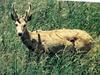 팜파스사슴 Ozotoceros bezoarticus (Pampas deer)