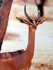 제레눅 Litocranius walleri (Gerenuk)