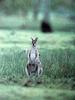 긴꼬리왈라비 Macropus parryi (Whiptail Wallaby)