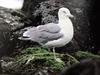 괭이갈매기 Larus crassirostris (Black-tailed Gull)