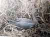 쇠기러기 Anser albifrons (Greater White-fronted Goose)