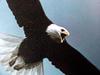 흰머리수리 Haliaeetus leucocephalus (Bald Eagle)