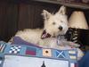 Westhighland Terrier