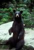 American Black Bear (Ursus americanus)