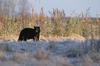 American Black Bear (Ursus americanus)