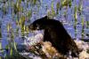 American Black Bear cub (Ursus americanus)