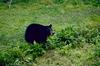 American Black Bear (Ursus americanus)