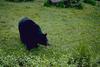 American Black Bear (Ursus americanus)