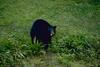 American Black Bear (Ursus americanus)