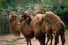 Bactrian Camels (Camelus bactrianus)