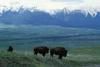 American Bison herd (Bison bison)