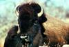 American Bison female (Bison bison)
