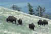 American Bison herd (Bison bison)