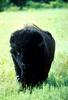 American Bison bull (Bison bison)