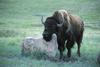 American Bison (Bison bison)