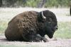 American Bison (Bison bison)