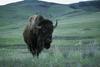 American Bison (Bison bison)