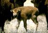 American Bison calf (Bison bison)