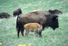 American Bison cow and calf (Bison bison)