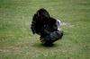 Eastern Wild Turkey (Meleagris gallopavo silvestris)