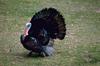 Eastern Wild Turkey (Meleagris gallopavo silvestris)